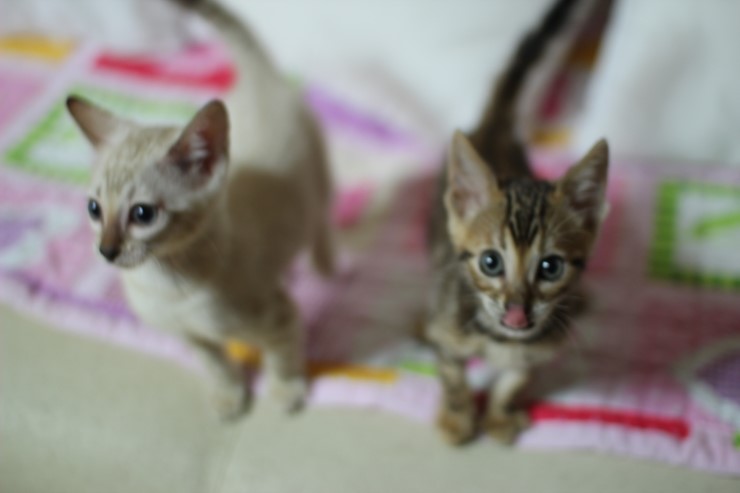 스노우 링스 뱅갈고양이 키퍼여아와 레모나예요~ 관련 이미지 6