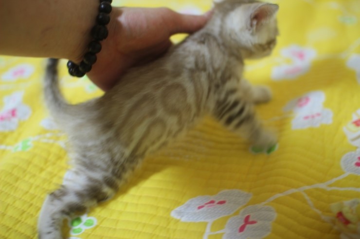 실밍크 뱅갈고양이 형과 아우에요~ 관련 이미지 5