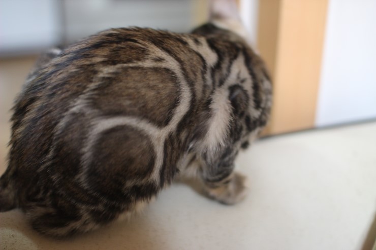 뱅갈고양이 peace 관련 이미지 1