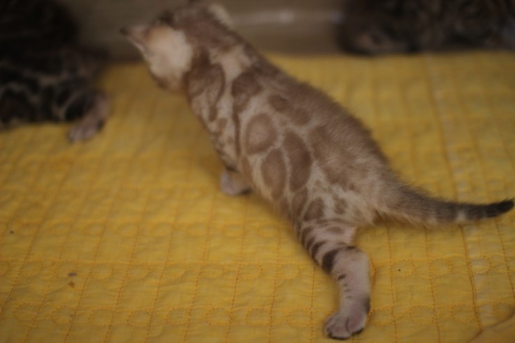 스노우 밍크 뱅갈고양이 남아예요. 관련 이미지 7