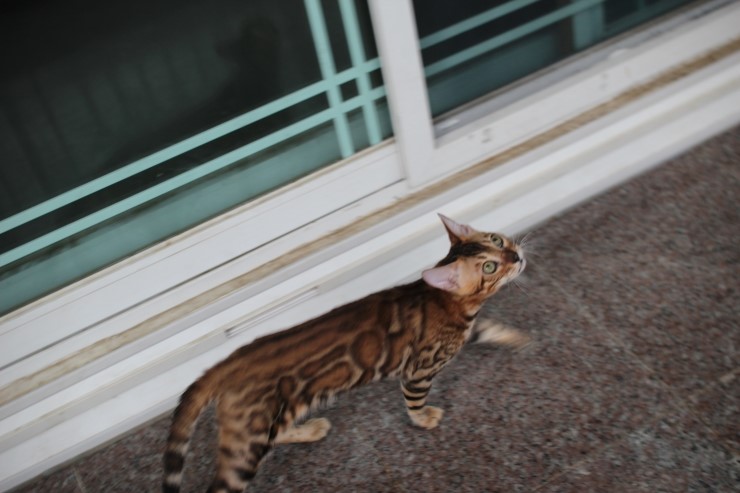 브라운 뱅갈고양이 남아 워리어 입니다~ 관련 이미지 11