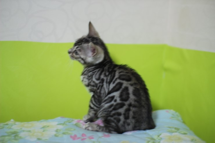 깡총깡총 실버 뱅갈고양이 남아 분양 관련 이미지 12