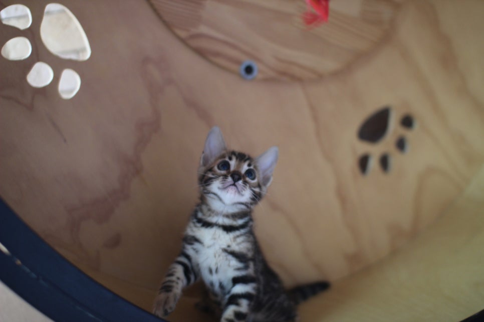 뱅갈고양이분양 무늬와 건강이 최고 관련 이미지 9