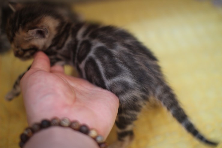 뱅갈고양이 빅로젯 여아예요~ 관련 이미지 1