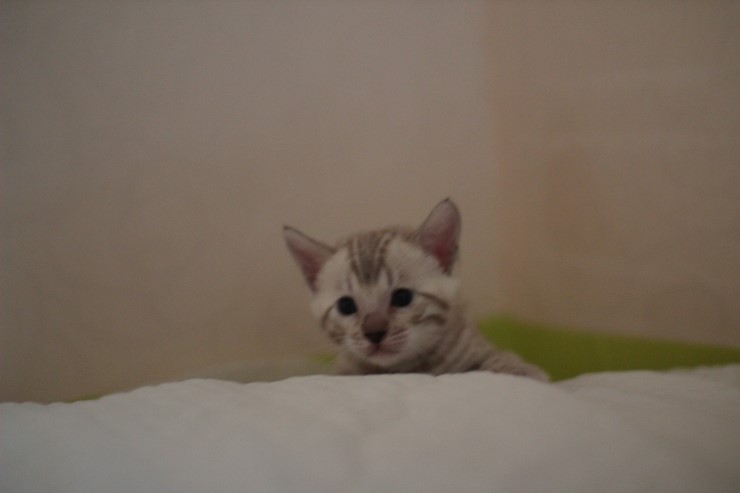 뱅갈고양이 분양 그냥 지나칠수 없을걸? 관련 이미지 28