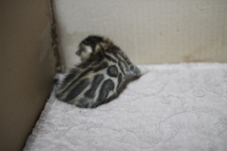 뱅갈고양이 자매 오늘 모습 입니다~ 관련 이미지 30