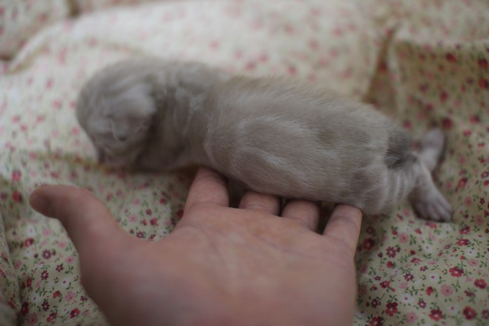 실밍크뱅갈고양이 꼬물이 여아예요~ 관련 이미지 2