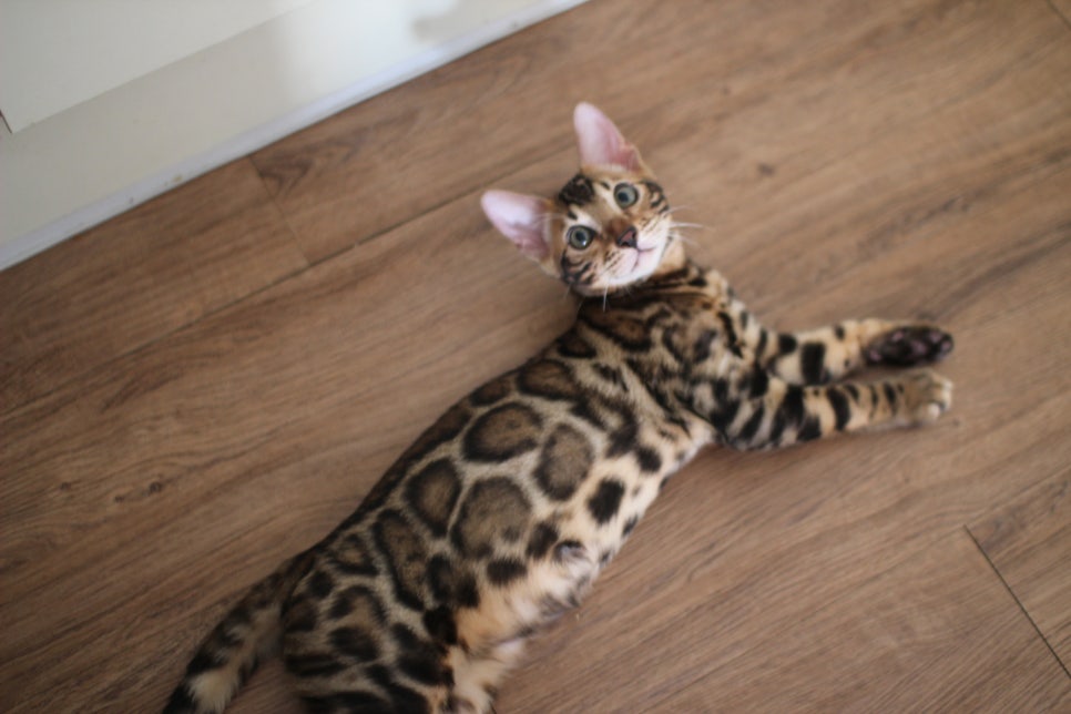 뱅갈고양이분양 애교가 넘치는 아이들 관련 이미지 5