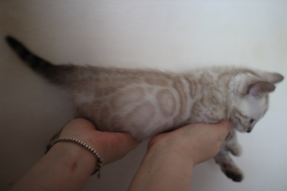 스노우 뱅갈고양이 남아에요~ 관련 이미지 12