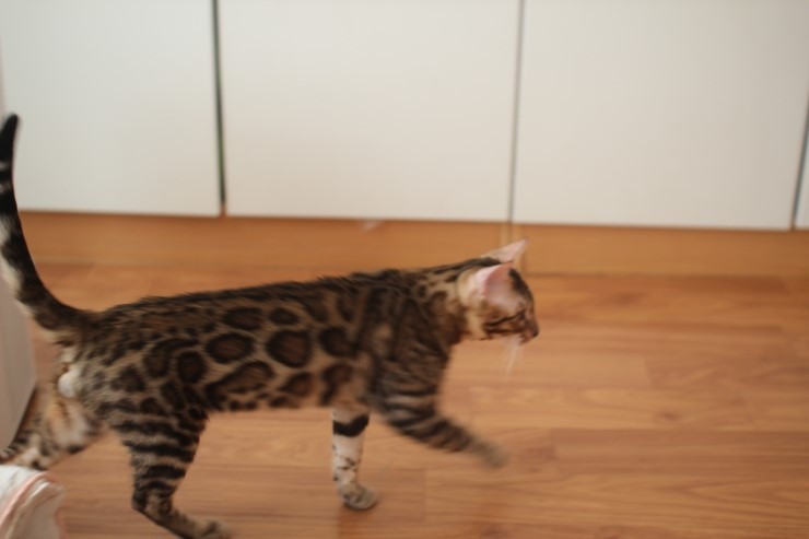 뱅갈고양이 레인이,영웅이,스텔라예요~ 관련 이미지 2