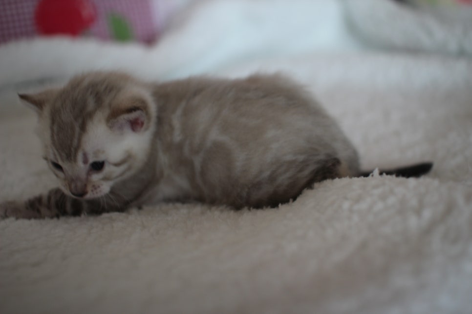 실링스 뱅갈고양이 남아 오늘 모습~ 관련 이미지 6