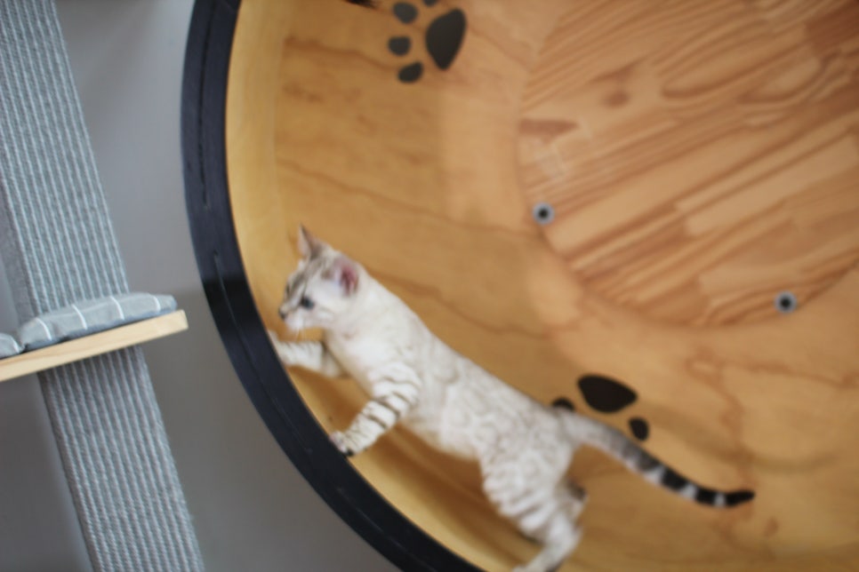 분양중인 스노우뱅갈고양이 남매예요~ 관련 이미지 28