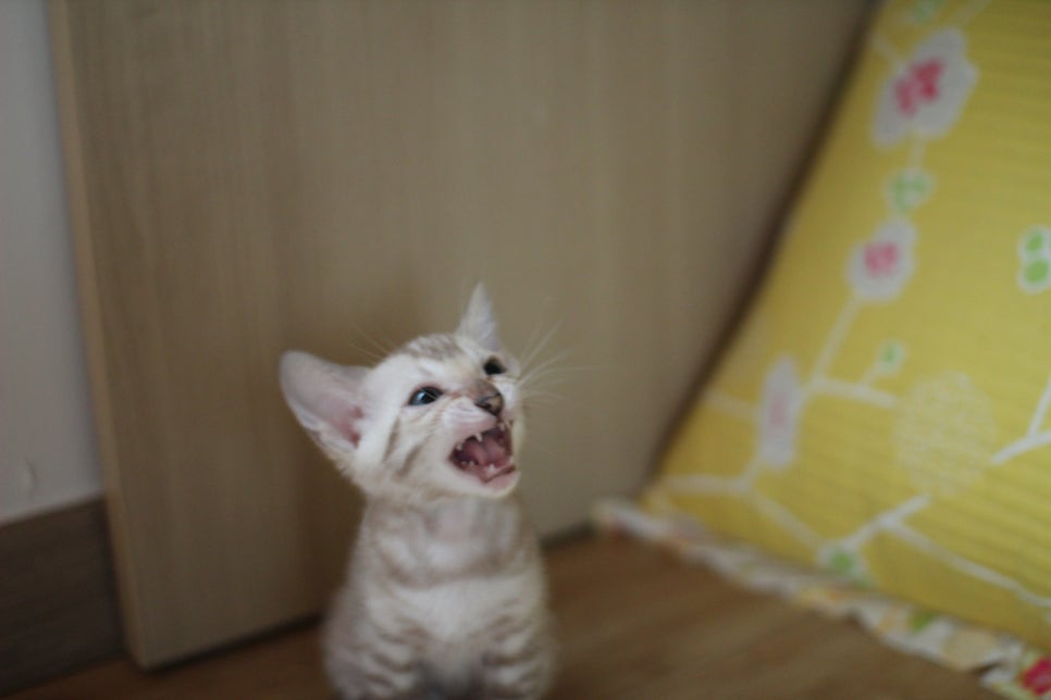 뱅갈고양이 로망묘 실밍크 매력에 빠져들어 보세요~ 관련 이미지 10