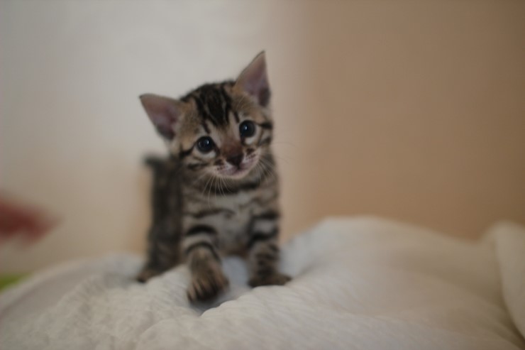 뱅갈고양이 분양 그냥 지나칠수 없을걸? 관련 이미지 1