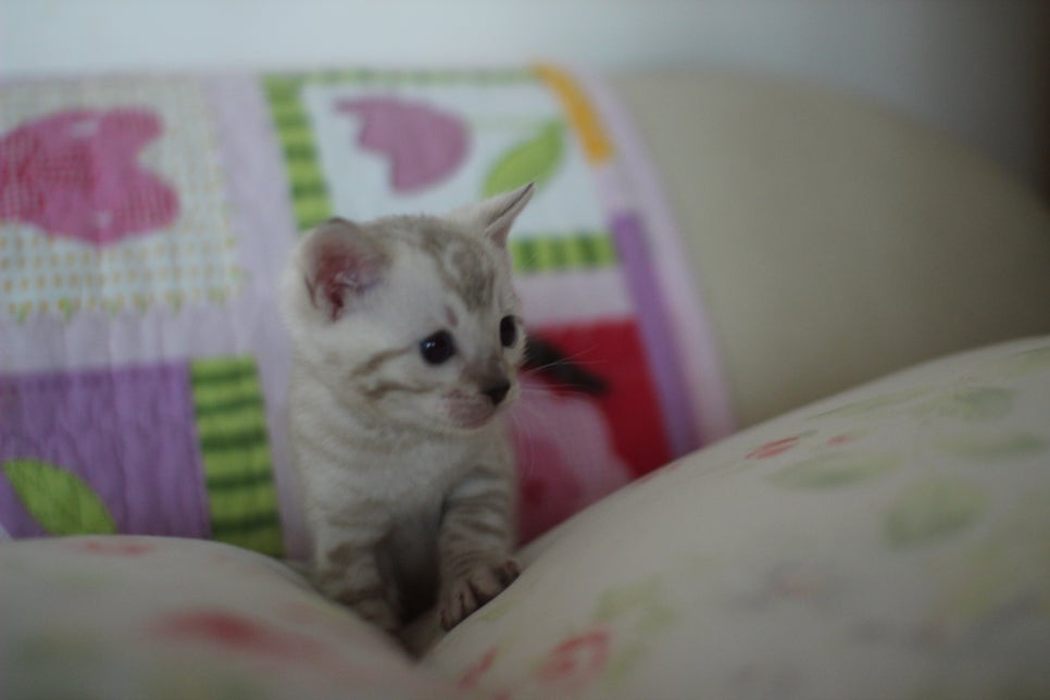 앙증,깜찍 스노우 뱅갈고양이 꼬맹이들~~ 관련 이미지 10
