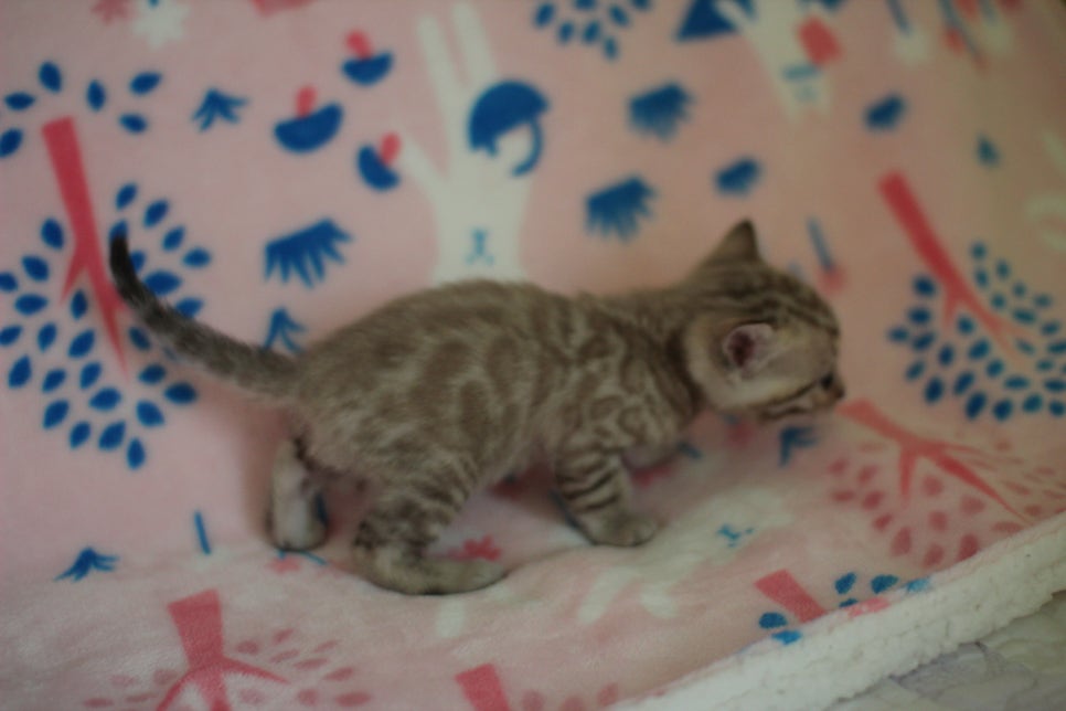 스노우뱅갈고양이 분양은 소유가 최고지! 관련 이미지 15