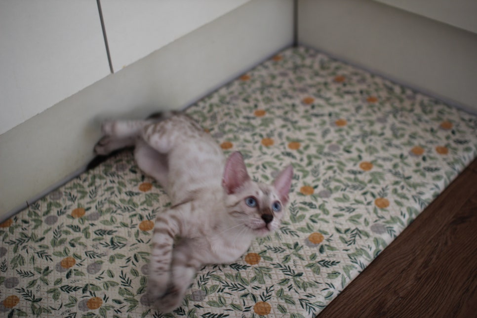 뱅갈고양이분양 애교가 넘치는 아이들 관련 이미지 10