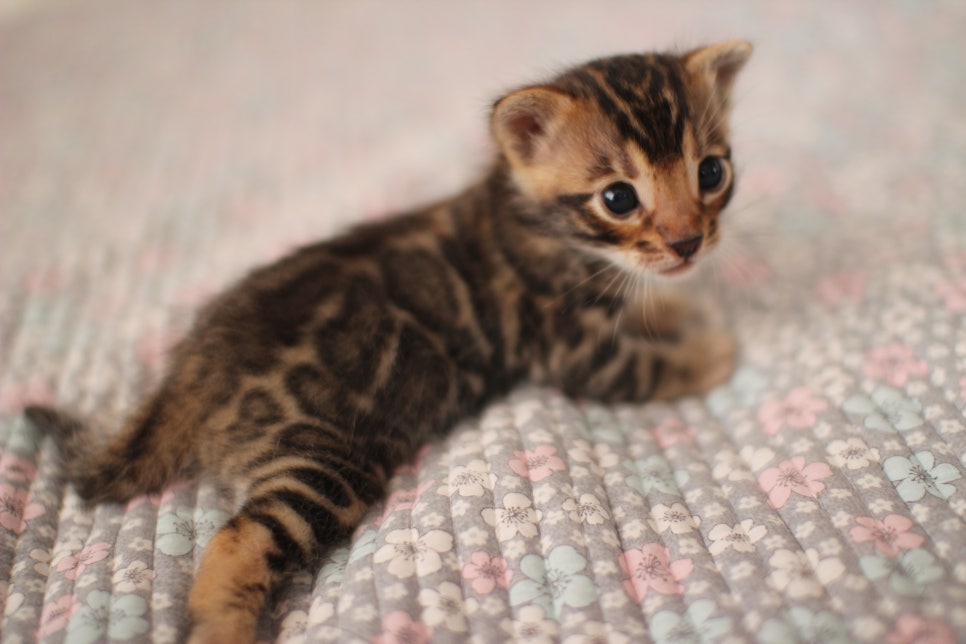 아기 뱅갈고양이 너무나 이쁜 아이~ 관련 이미지 9