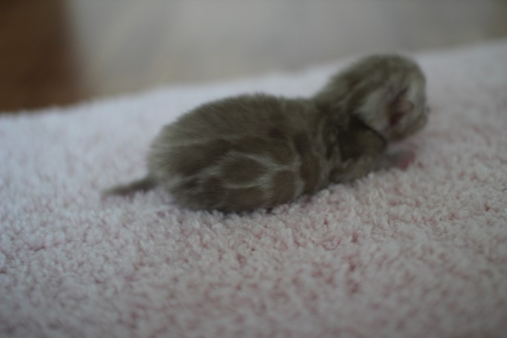 실밍크뱅갈고양이 꼬물이들 남매에요 관련 이미지 4