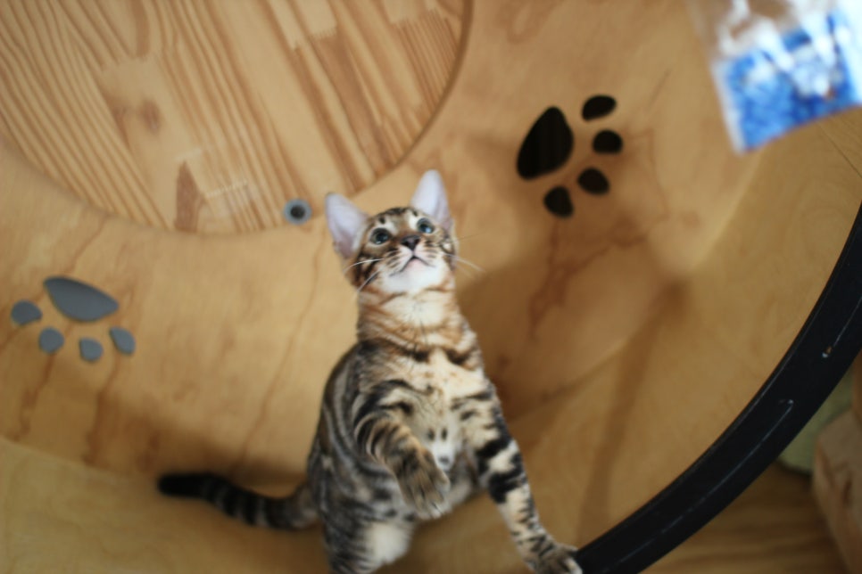 개냥이 건강냥이 뱅갈고양이 남아2 분양해요~ 관련 이미지 6