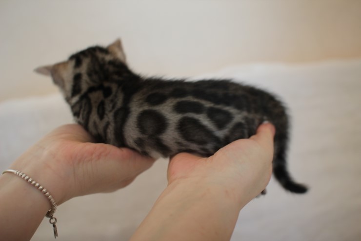 비슷한 패턴에 뱅갈고양이 남매~ 관련 이미지 5