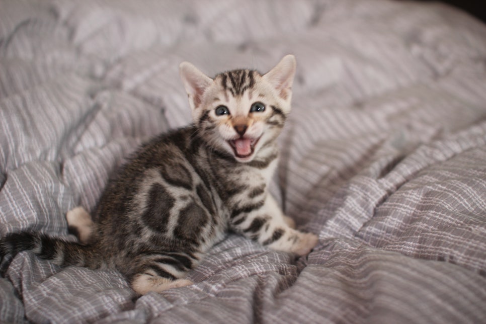 실버뱅갈고양이 여아 분양해요! 관련 이미지 2