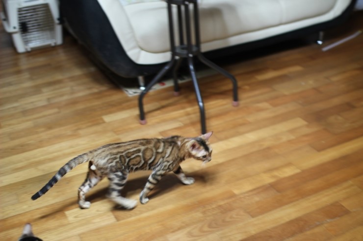 뱅갈고양이 키퍼 남아 gsw 입니다^^ 관련 이미지 4