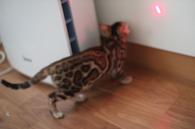 이쁘게 성장중인 뱅갈고양이 여아 중국이~ 관련 이미지 1