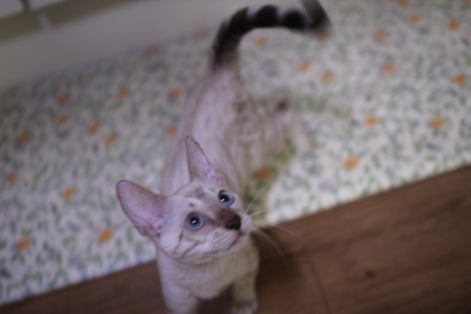 뱅갈고양이 강아지 같은 아이들 분양해요~ 관련 이미지 11