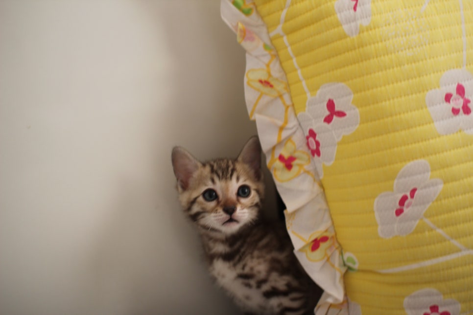 세피아 뱅갈고양이 남아 분양해요~ 관련 이미지 3