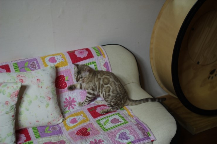 실밍크 뱅갈고양이 킹이예요~~ 관련 이미지 19