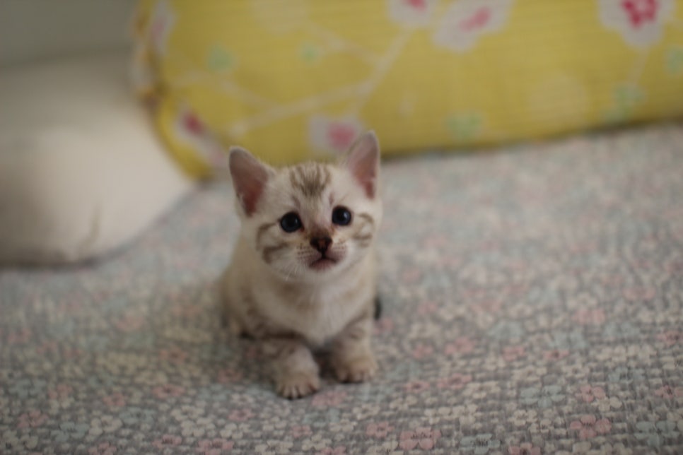 스노우뱅갈고양이 여아 분양해요~ 관련 이미지 3