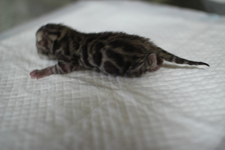 실밍크 뱅갈고양이 영웅이 첫자묘 태어났습니다~ 관련 이미지 6