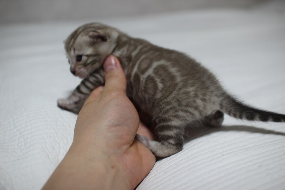 밍크뱅갈고양이 여아 분양 합니다~ 관련 이미지 3