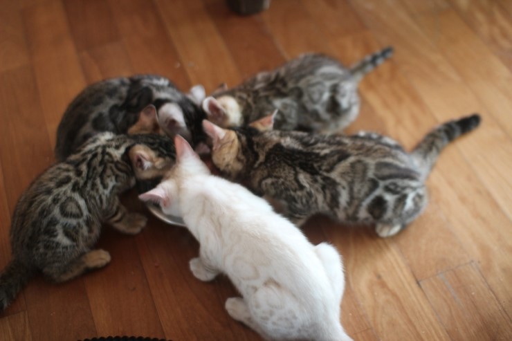 뱅갈고양이 꼬맹이들 생식이 좋아요~ 관련 이미지 4