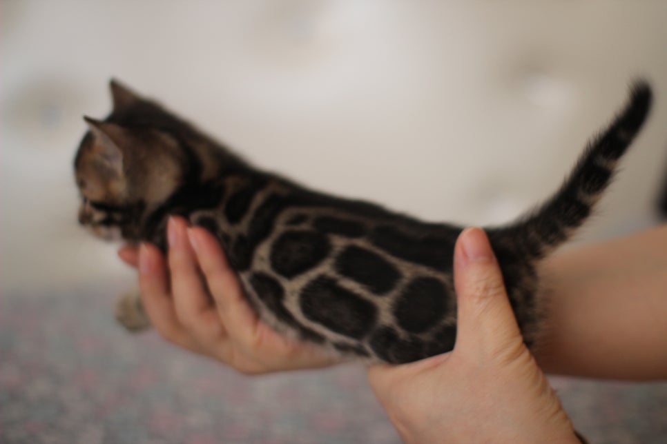 뱅갈고양이 분양중인 여아1 입니다~ 관련 이미지 3