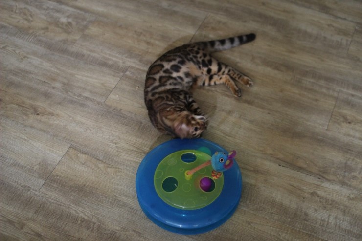 뱅갈고양이,뱅갈고양이 분양,오늘의 주인공은 링컨이 ㅎㅎㅎ.. 관련 이미지 4