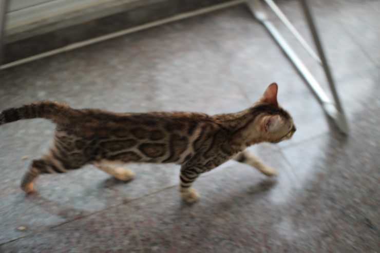 soyu lien,soyu diamond 관련 이미지 3