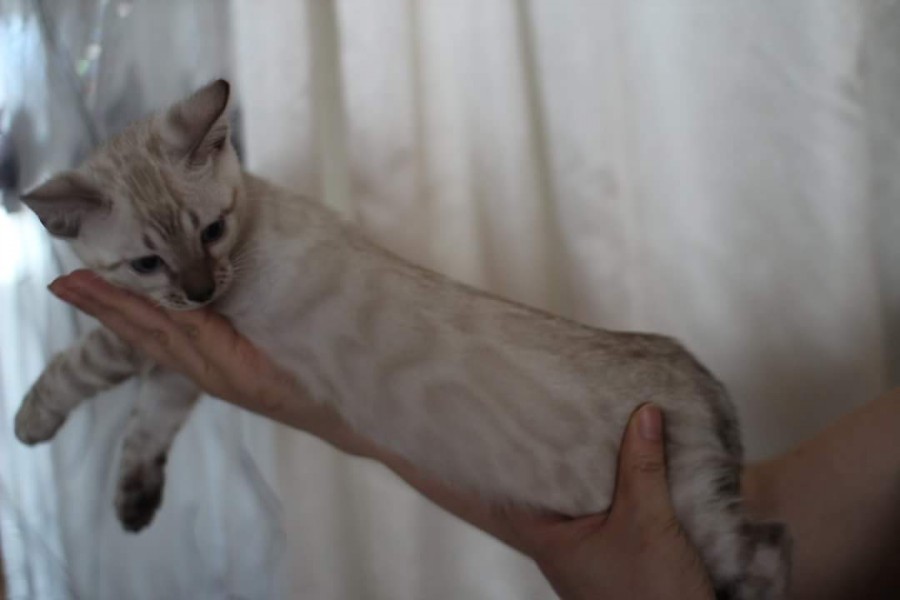 스노우뱅갈고양이 분양 소유캐터리로 오세요! 관련 이미지 11