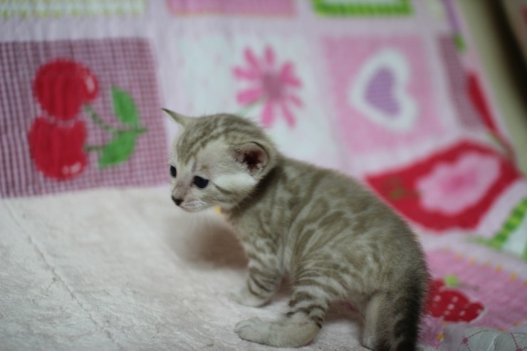 언제봐도 이쁜 스노우,브라운 뱅갈고양이 꼬맹이들! 관련 이미지 3