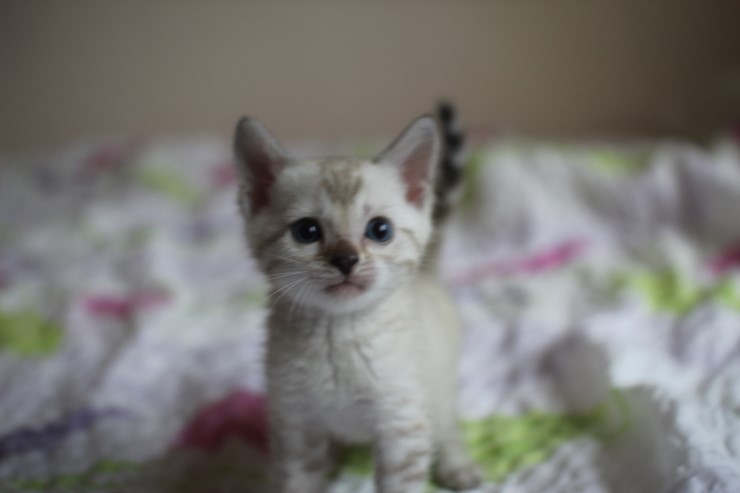 다시봐도 궈여운 뱅갈고양이들 꼬맹이때 사진^^ 관련 이미지 1