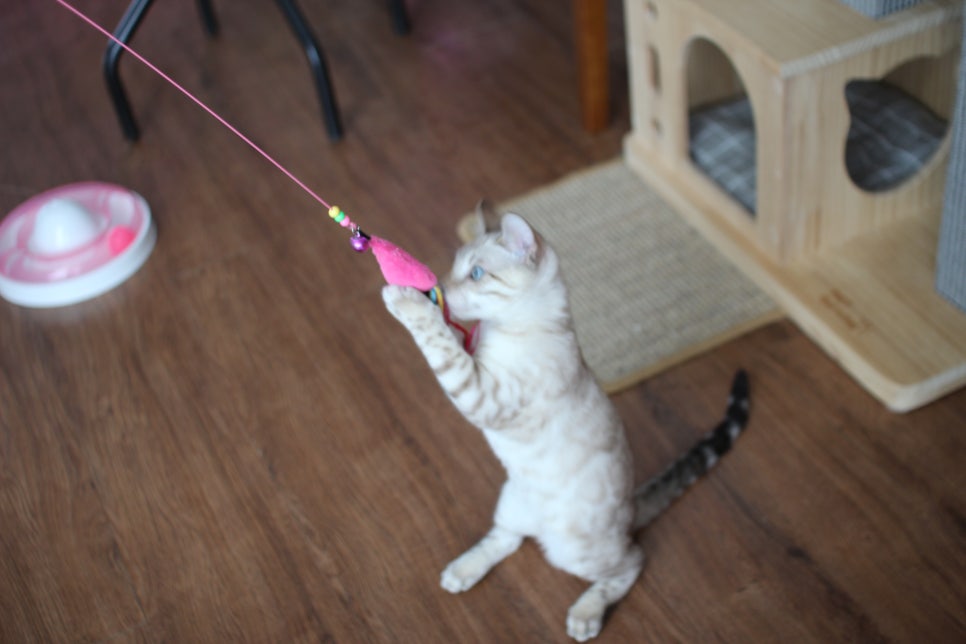 개냥이 스노우뱅갈고양이 남아 분양해요~ 관련 이미지 4