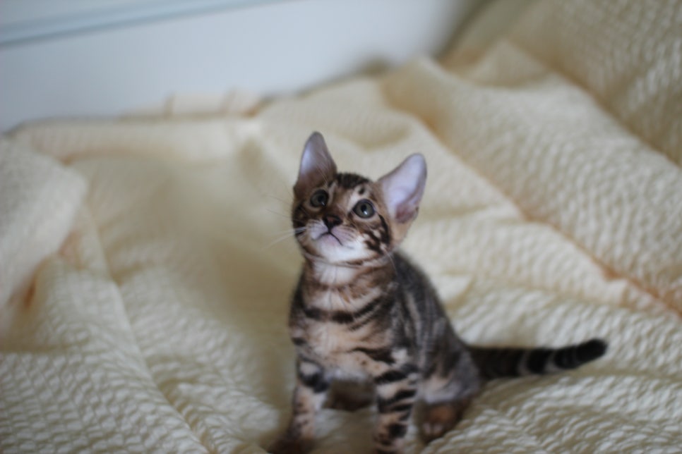 브라운 뱅갈고양이 남아1 분양해요~ 관련 이미지 4