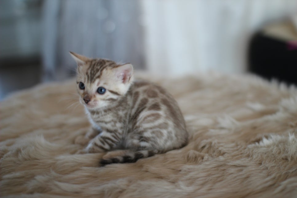 스노우뱅갈고양이 분양 오늘 빠져들어 볼까요? 관련 이미지 20