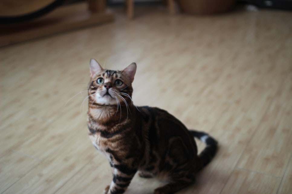 뱅갈고양이 블랙홀과 동희예요~ 관련 이미지 3