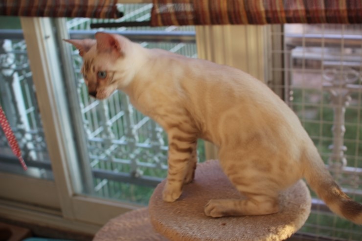 스노우 뱅갈고양이 스노우킹~ 관련 이미지 3