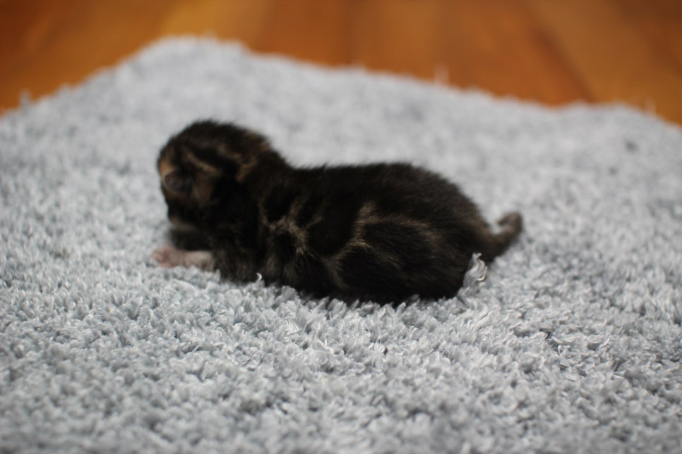 어메이징한 브라운 뱅갈고양이 남아가 태어났어요~ 관련 이미지 10