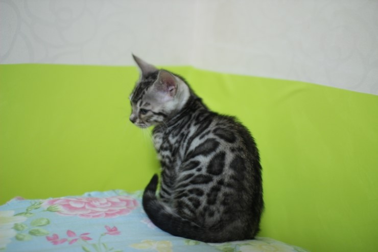 깡총깡총 실버 뱅갈고양이 남아 분양 관련 이미지 13