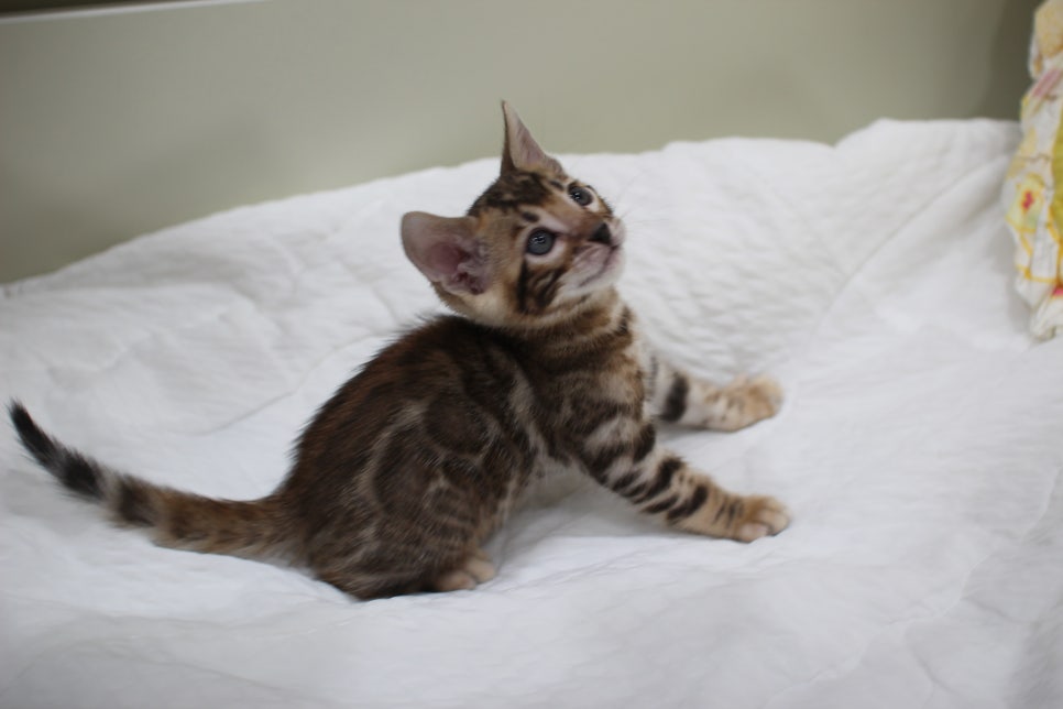 붉은빛 모색이 멋진 뱅갈고양이 남아4 분양해요~ 관련 이미지 12