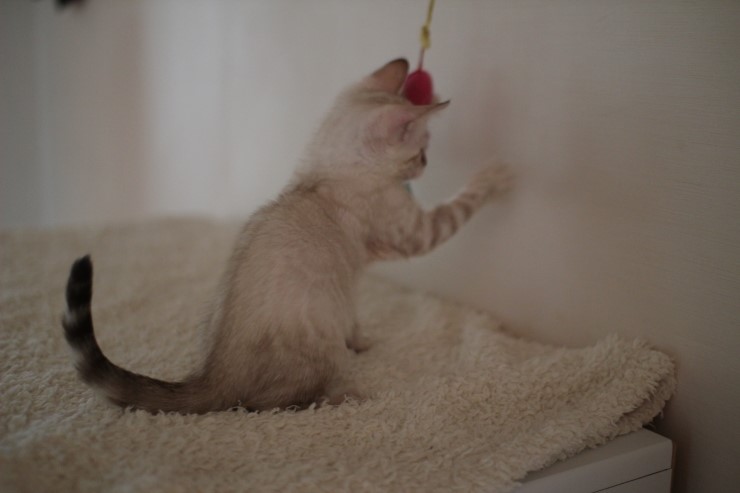 실링스 뱅갈고양이 키퍼 여아 많이 컸어요~ 관련 이미지 10